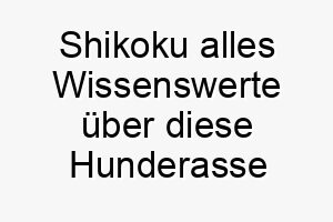 shikoku alles wissenswerte ueber diese hunderasse 28915