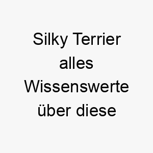 silky terrier alles wissenswerte ueber diese hunderasse 28917