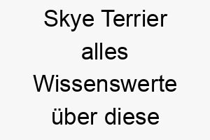 skye terrier alles wissenswerte ueber diese hunderasse 28918