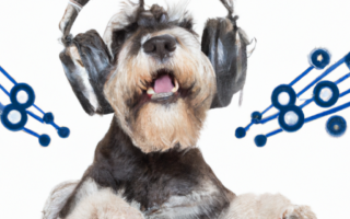 wirkung musik auf hunde, effect of music on dogs