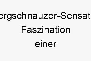 zwergschnauzer sensation faszination einer einzigartigen hunderasse 29699