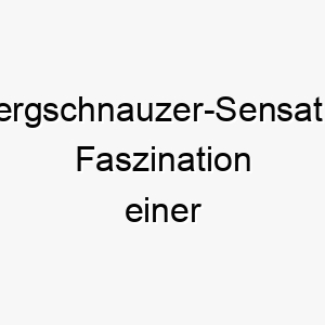 zwergschnauzer sensation faszination einer einzigartigen hunderasse 29699